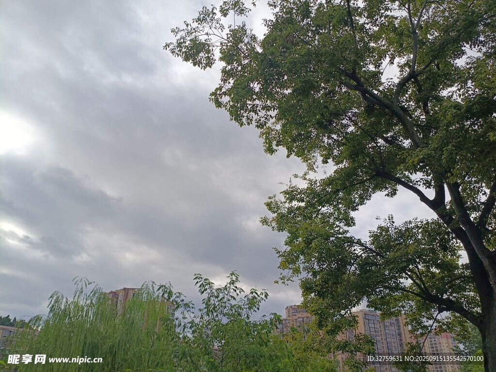 阴天树下景致