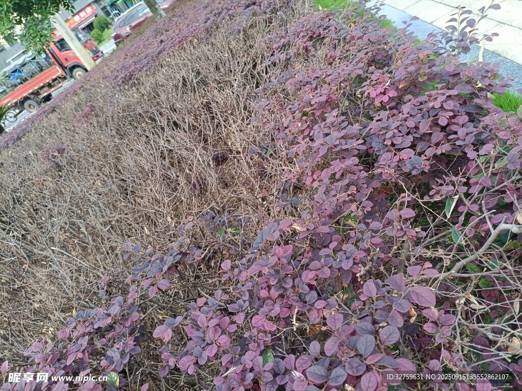 紫色植物景观
