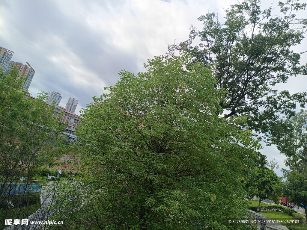 城市中葱郁的绿树景观