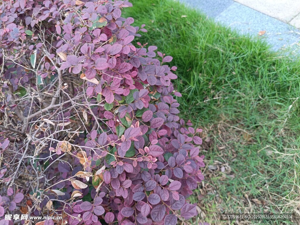 紫色叶片植物特写
