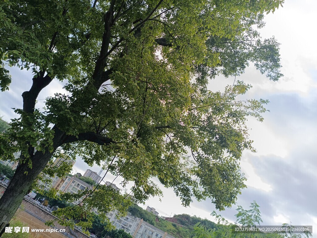 夏日繁茂大树 