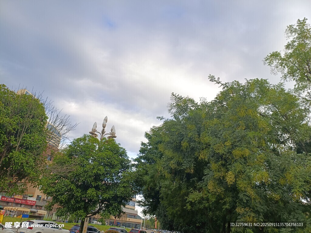 户外绿树与多云天空