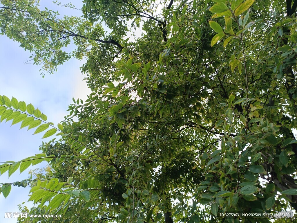 繁茂绿树 