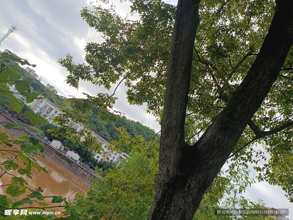 透过树枝看远处景色