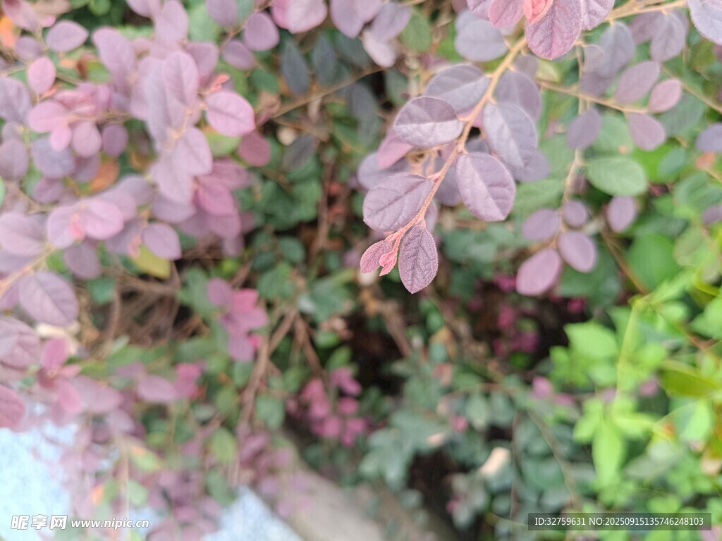 粉紫色叶片植物特写