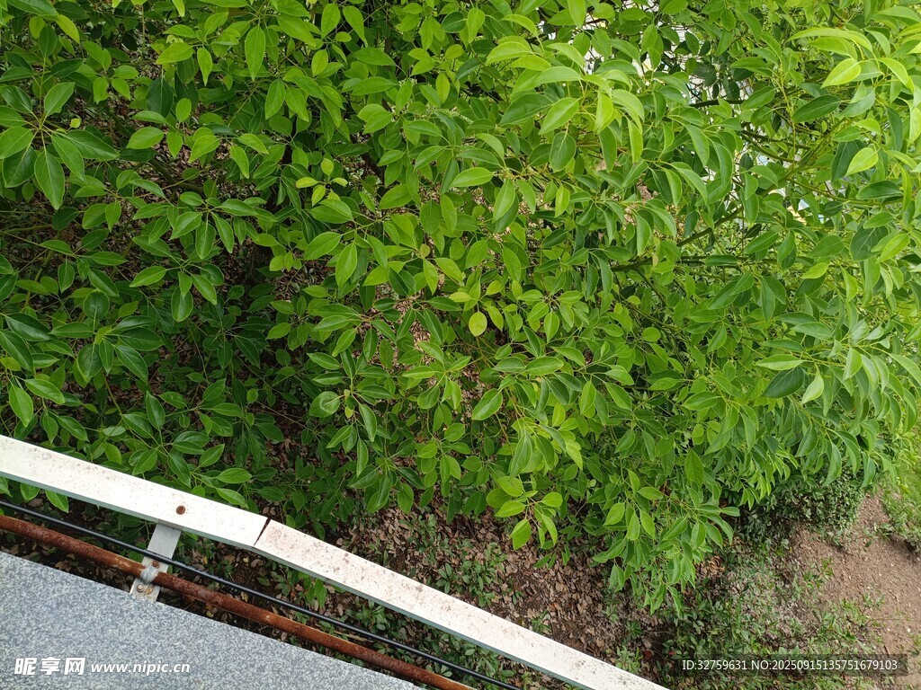 绿叶环绕的白色栏杆景观