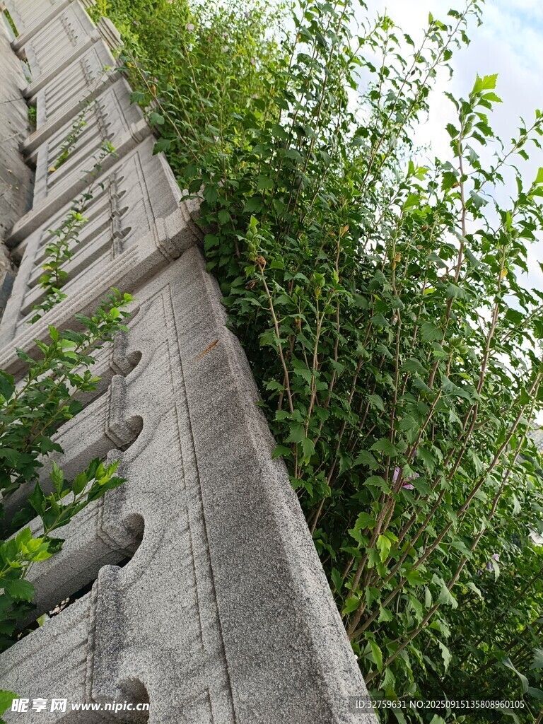石墙上的蓬勃绿植