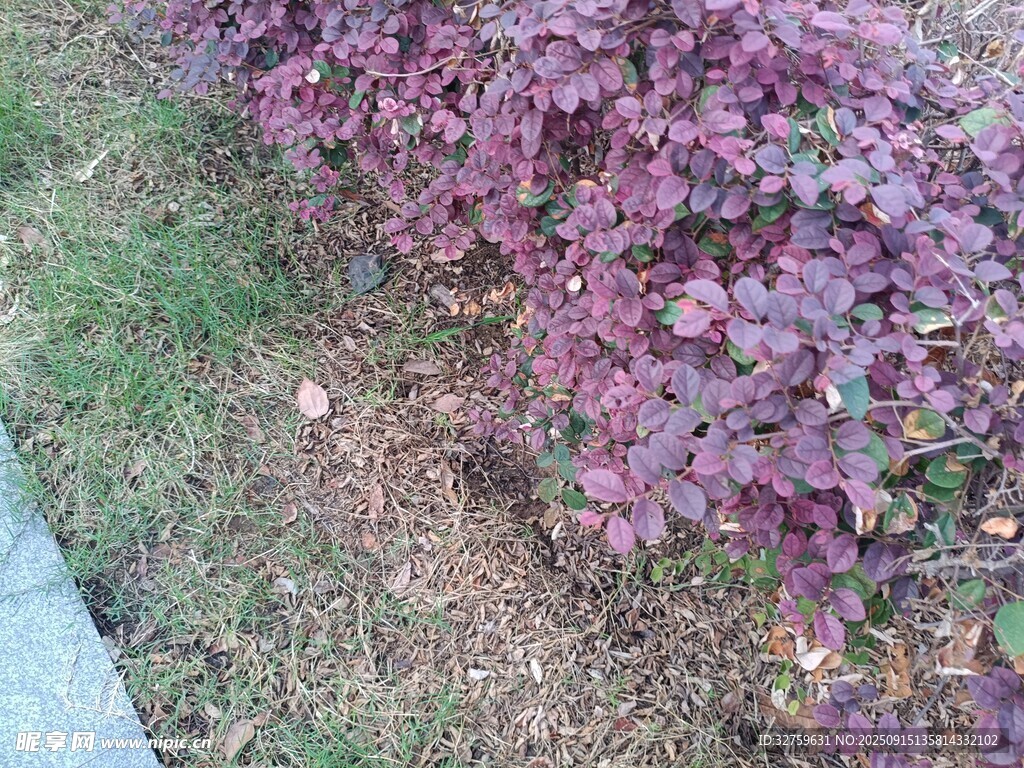 紫色灌木植物近景