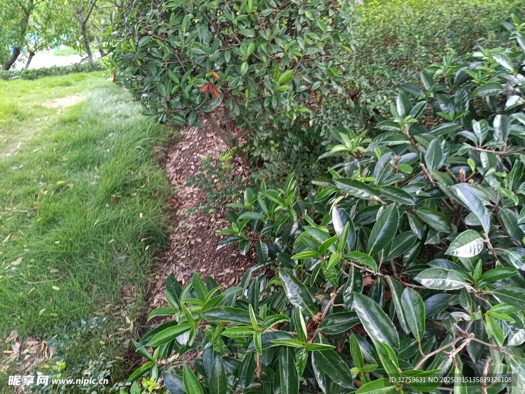 绿叶间的红色植物景观