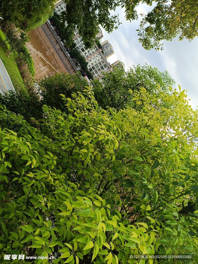 绿意盎然的繁茂植物景观
