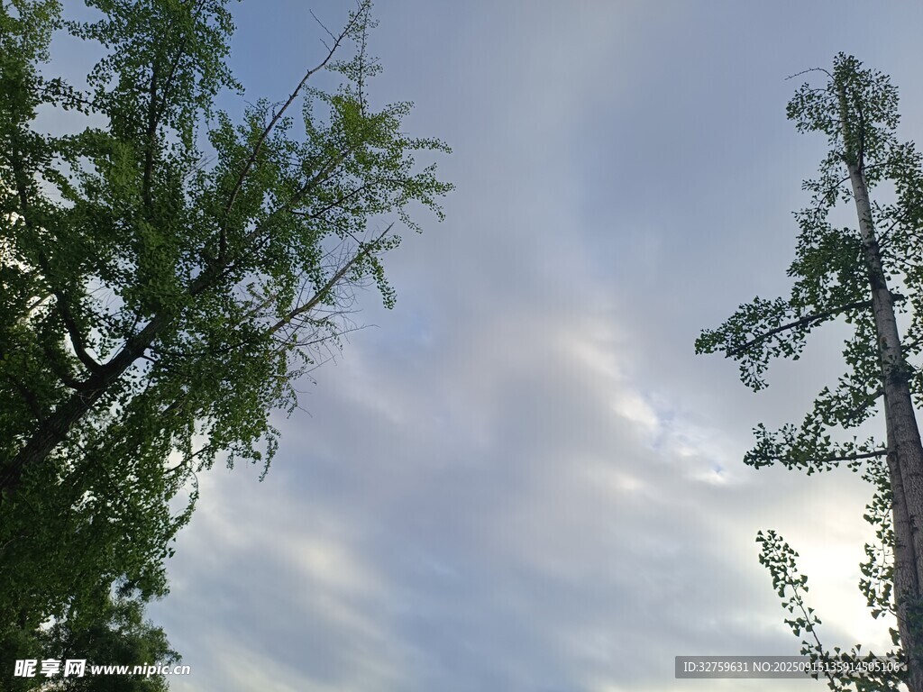 蓝天白云下的葱郁树木