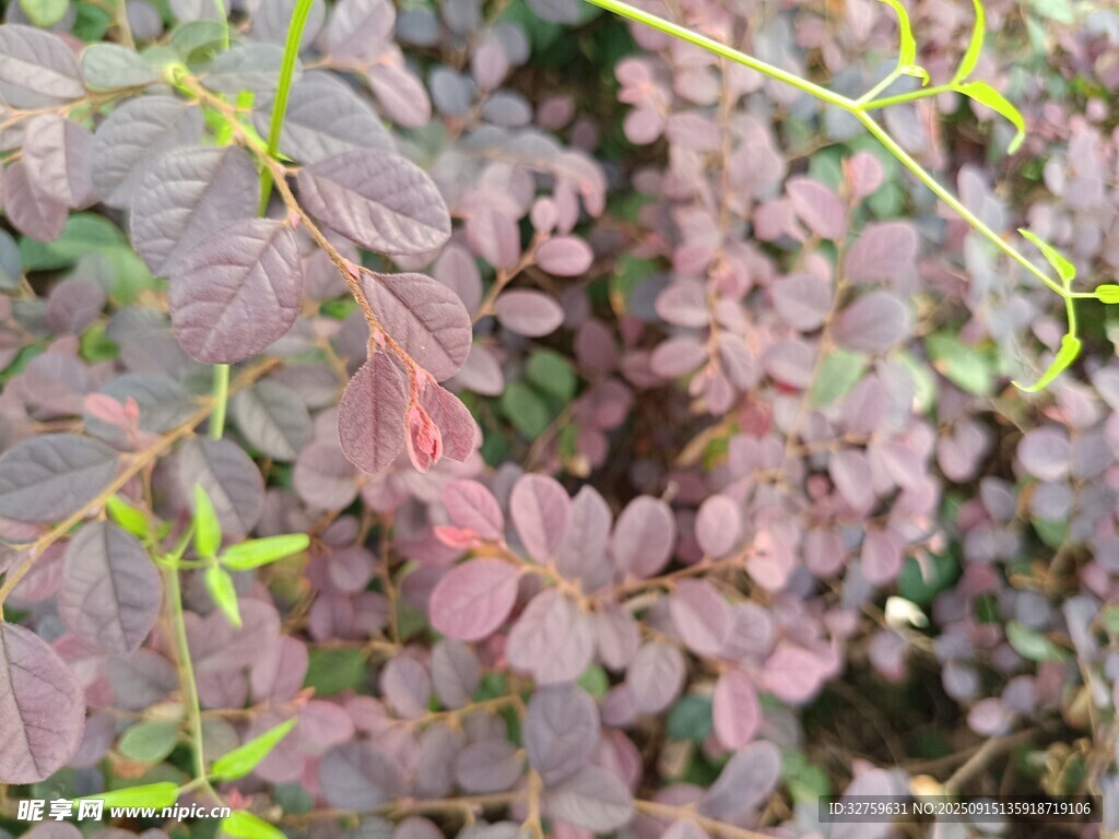 紫叶小檗植物特写