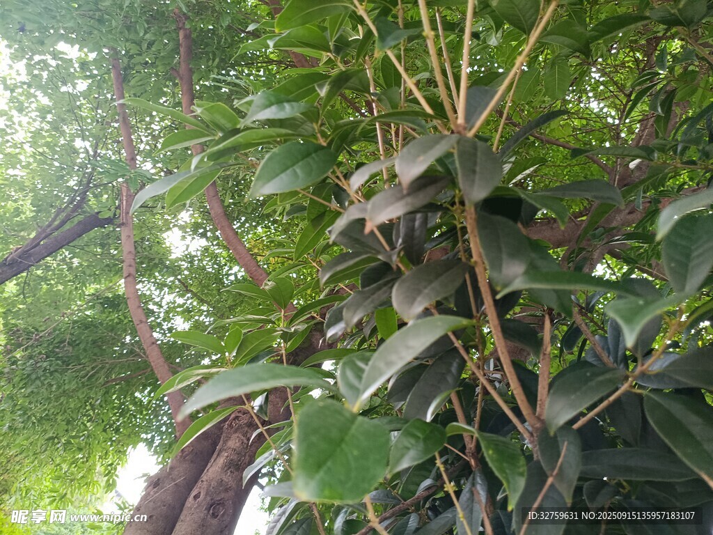 枝叶繁茂的绿植景象