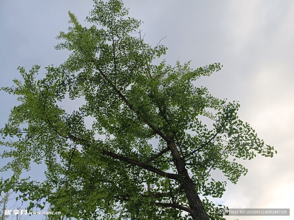 挺拔绿树映蓝天
