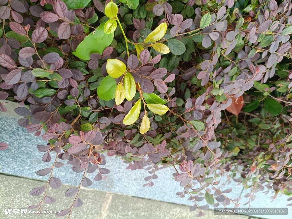 紫叶植物与绿叶点缀