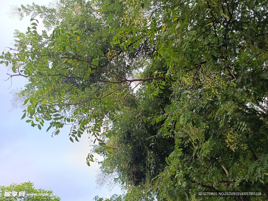 繁茂绿树 