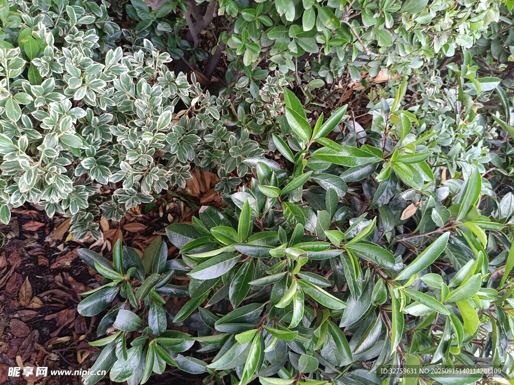 多样绿植景观