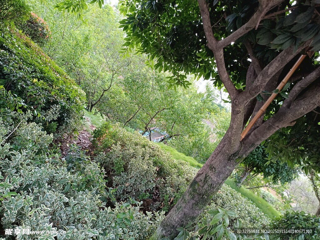 繁茂绿植中的倾斜树木