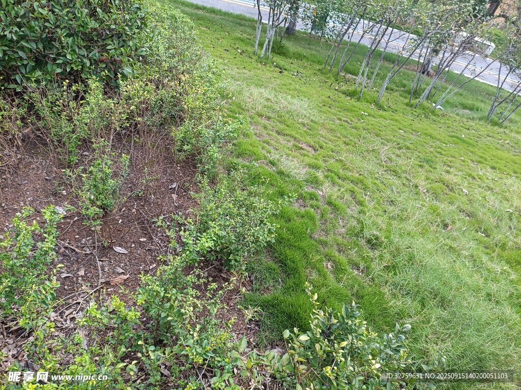 户外翠绿草地与植物景观