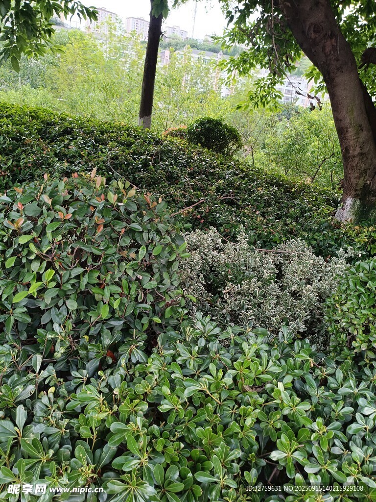 绿意盎然的林下植物景观