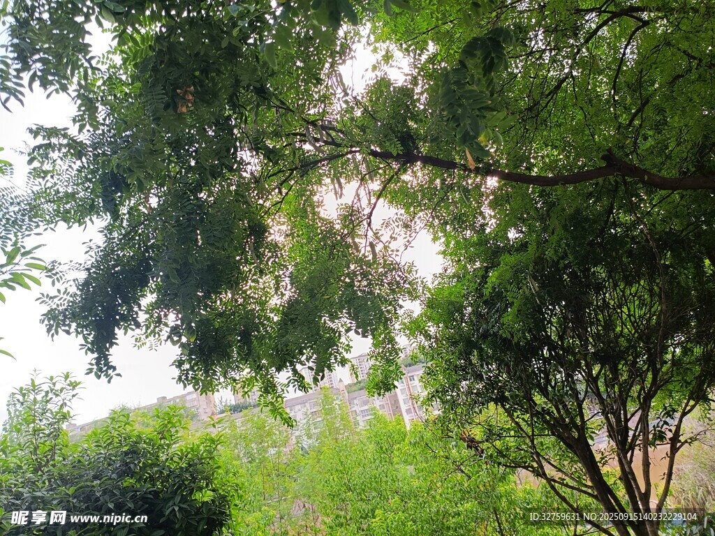 绿意盎然的树林景观