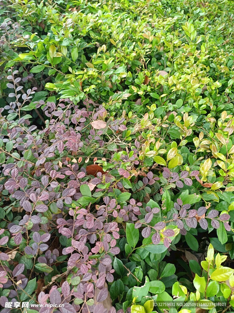 多彩植物景观