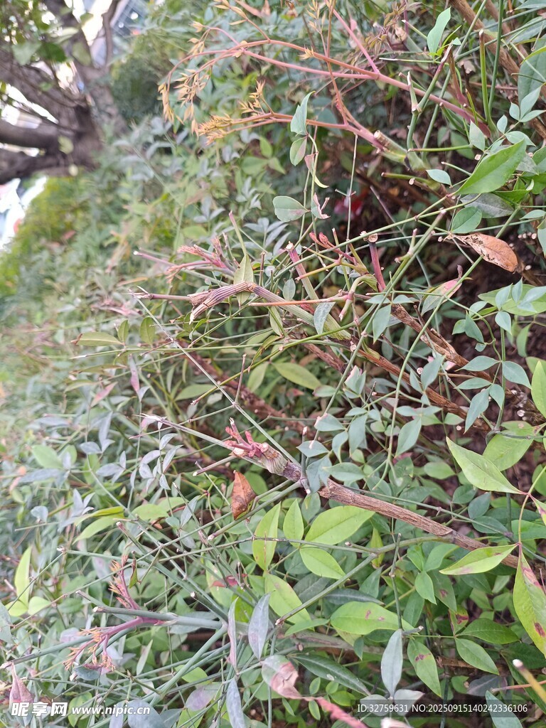 繁茂绿植景观