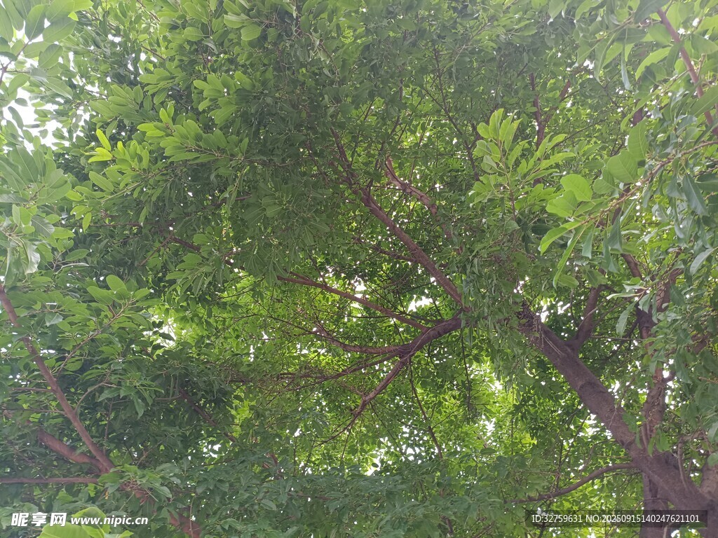 繁茂绿树 