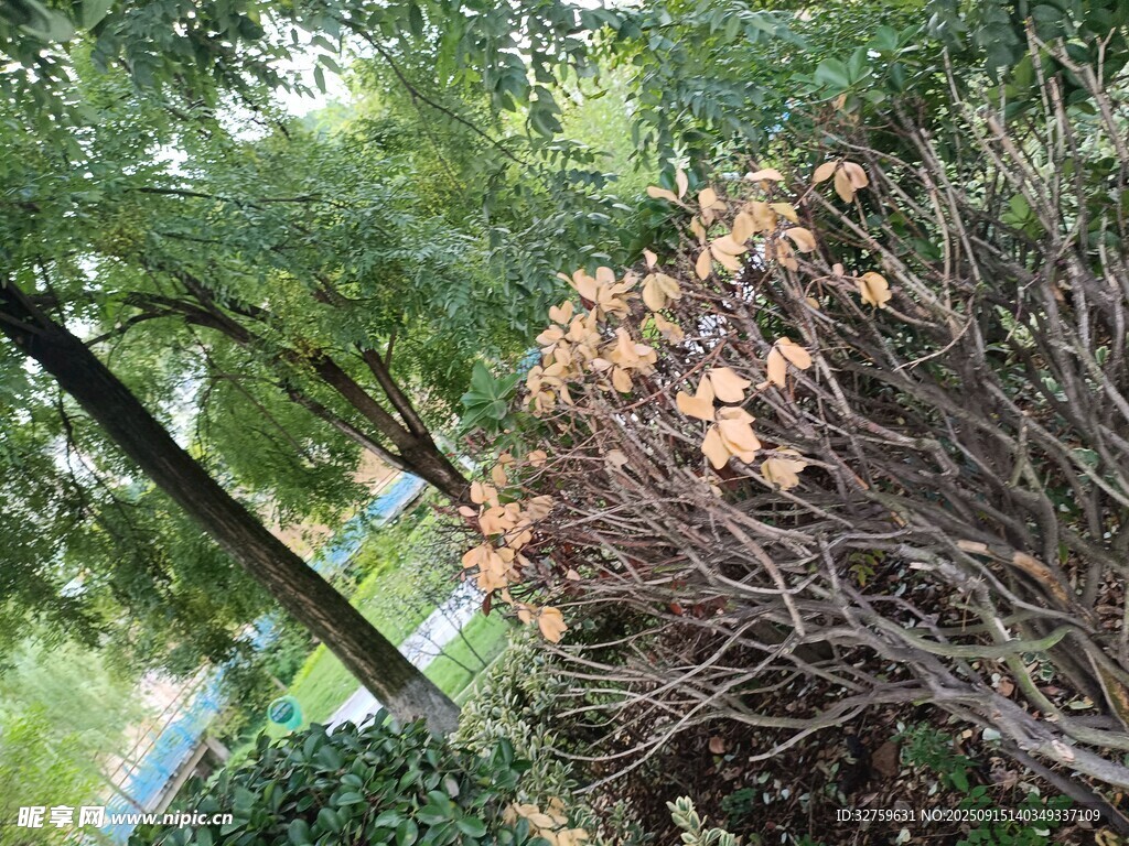 林间枯木与繁茂绿植景象