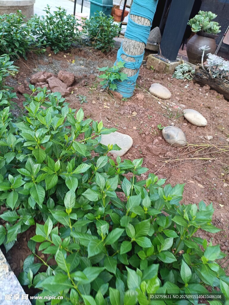 庭院绿植景观一角
