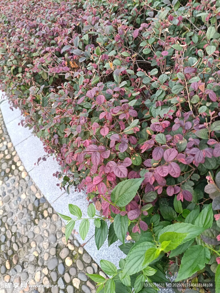 多彩植物景观