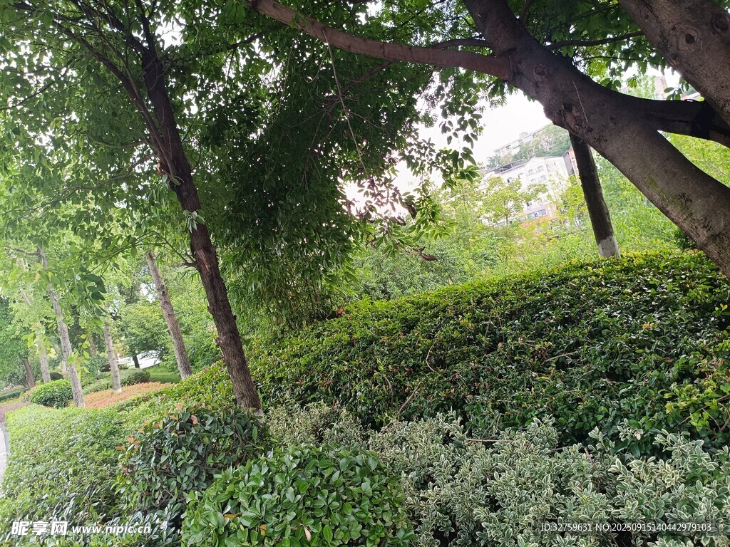 绿意盎然的树林景观