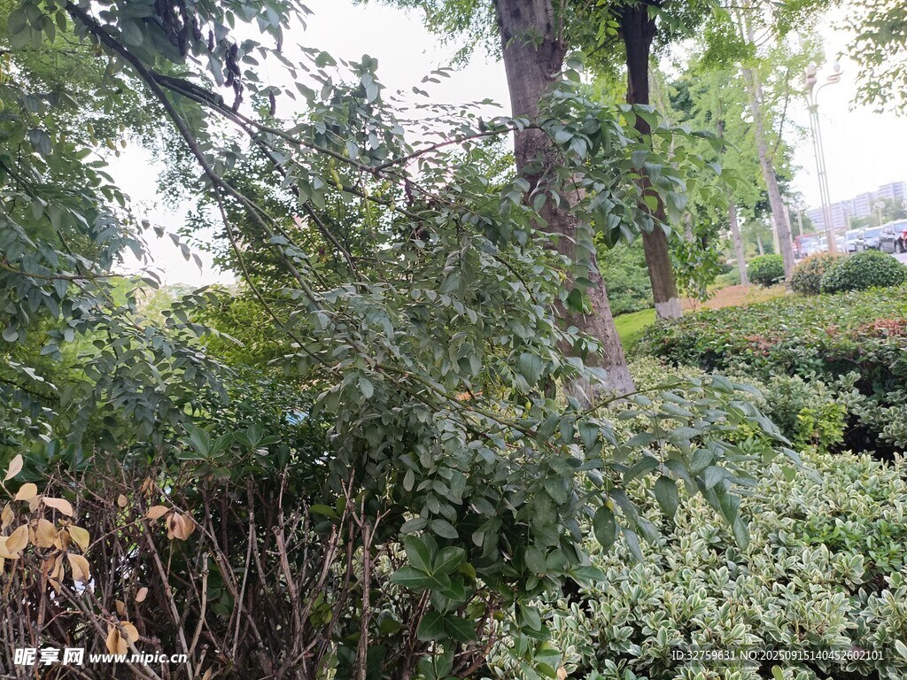 繁茂绿植景观