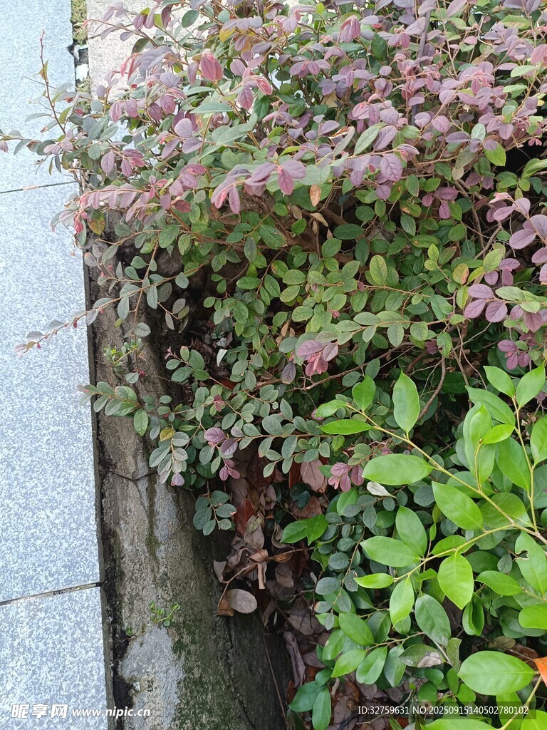 路边繁茂的多彩植物