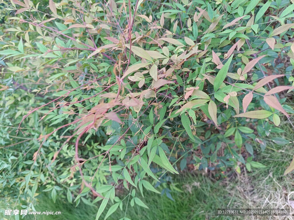 多彩植物叶片特写