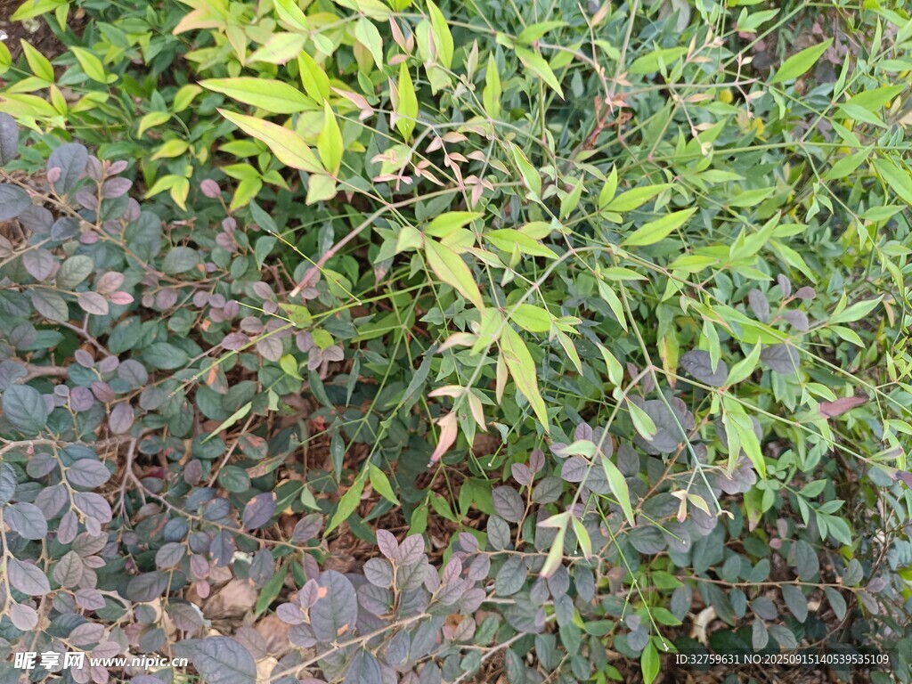 繁茂绿植景观