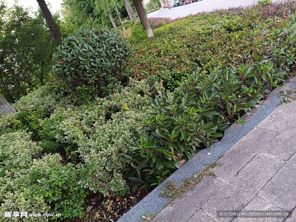 路边绿植景观