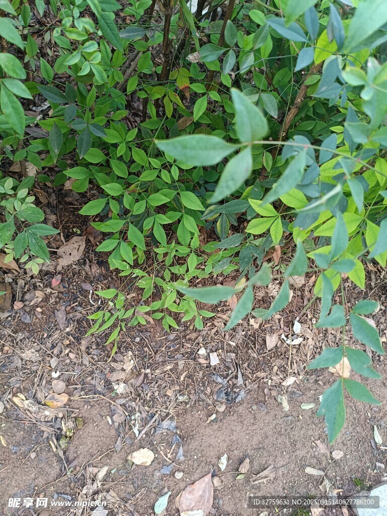 地面旁的繁茂绿色植物