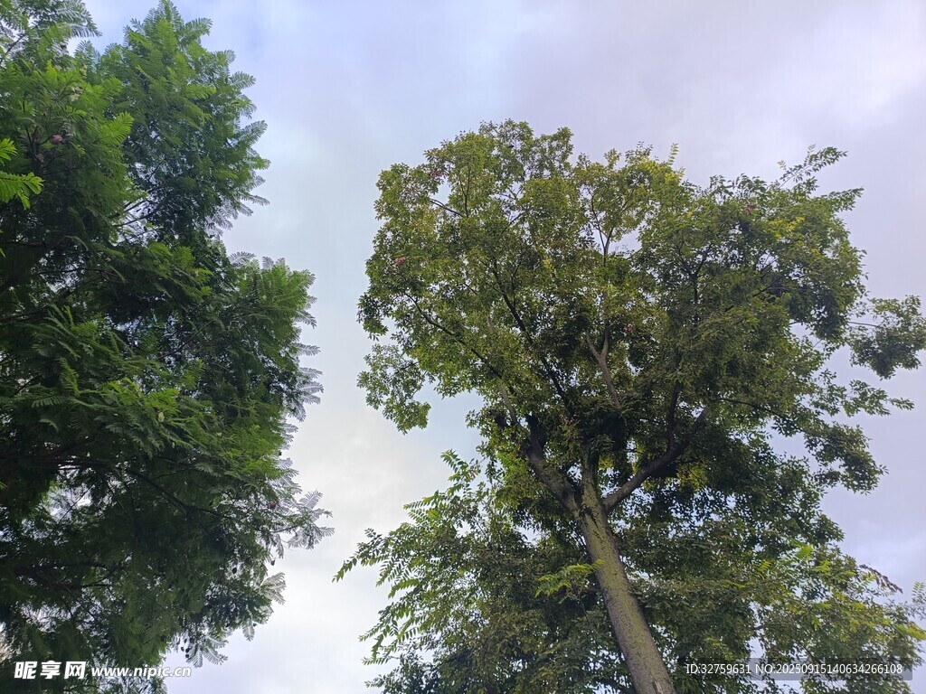 仰视葱郁树木