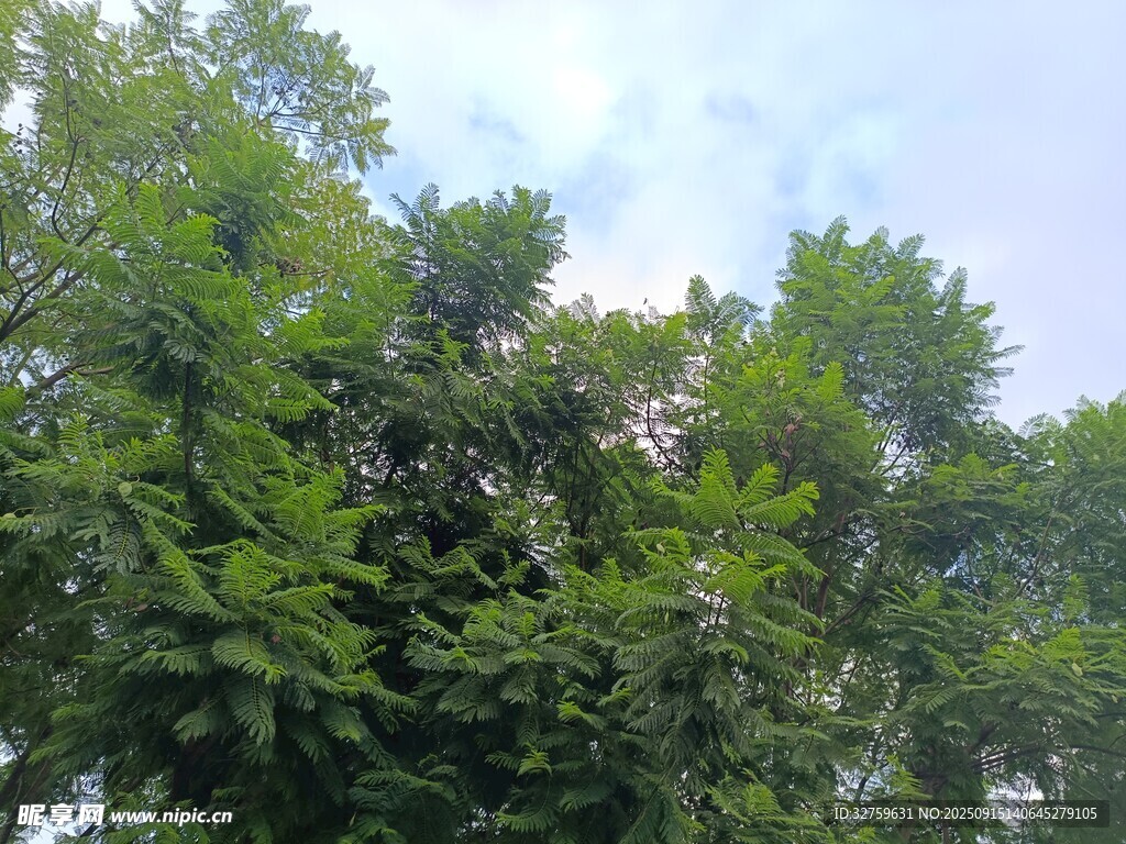 繁茂绿树与天际
