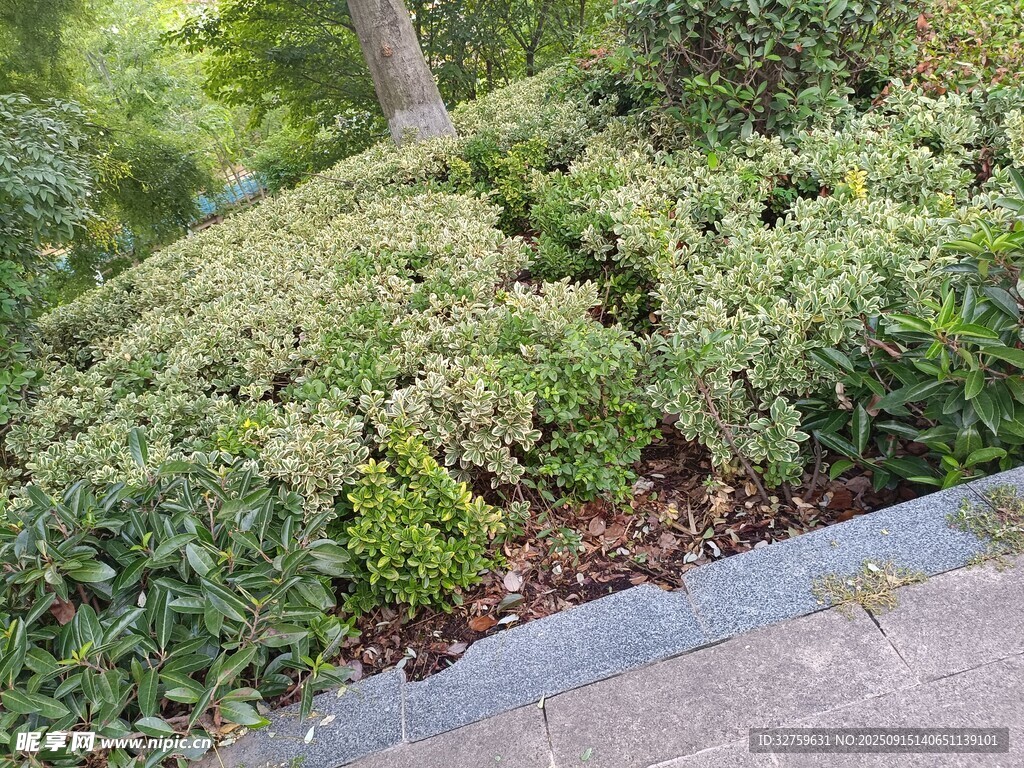路边繁茂绿植景观