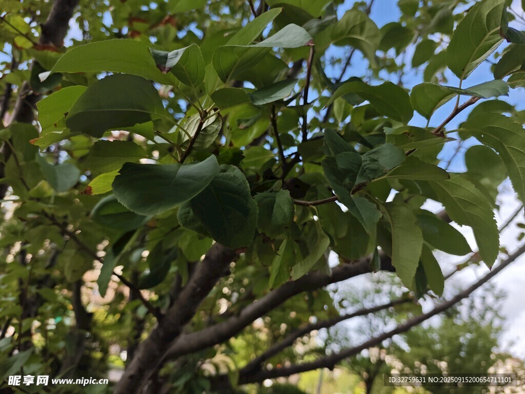 树上挂着的青柿子