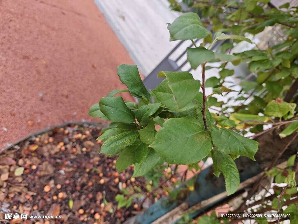 盆栽绿植