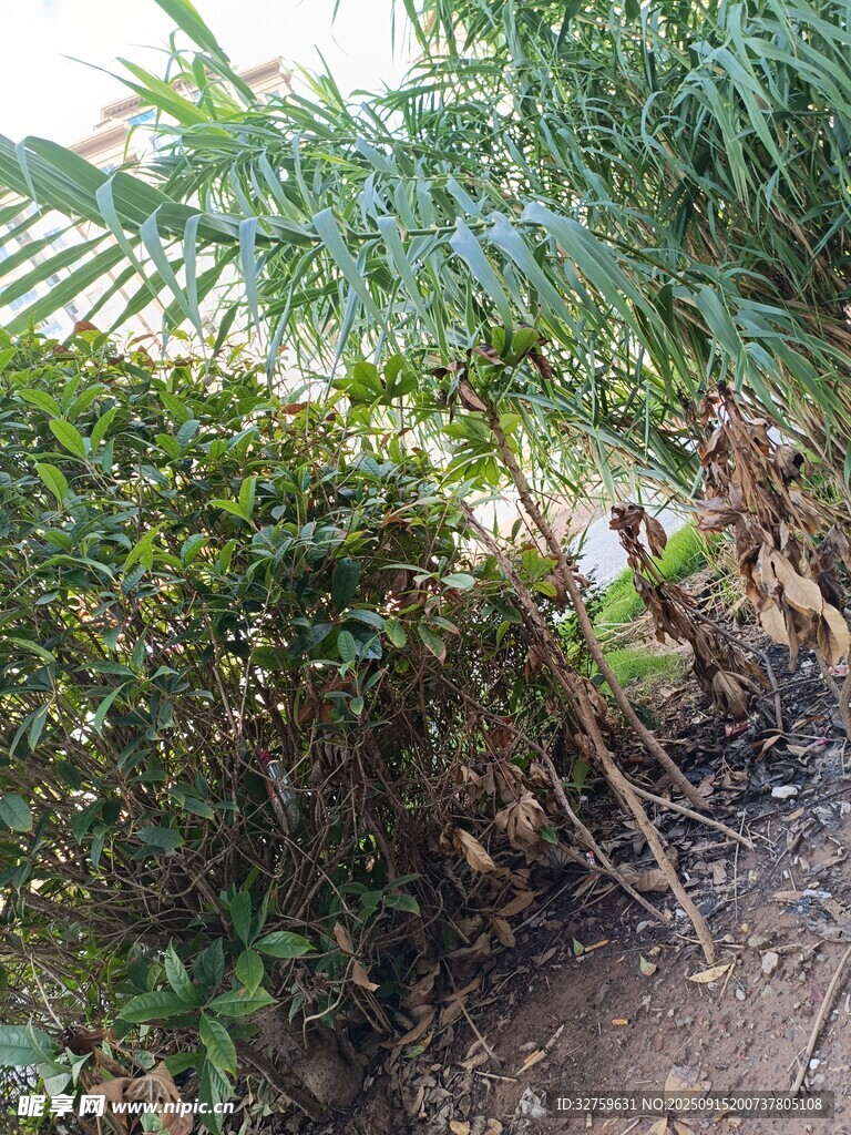 户外绿植景观