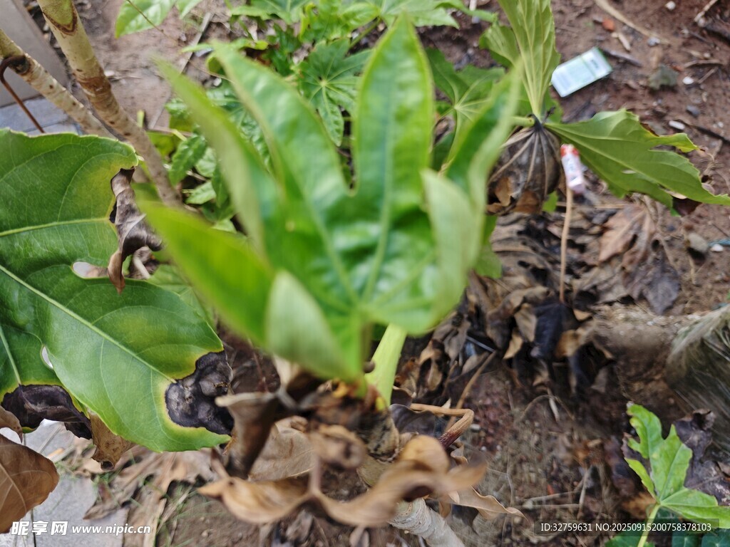 嫩绿植物生长于泥土间