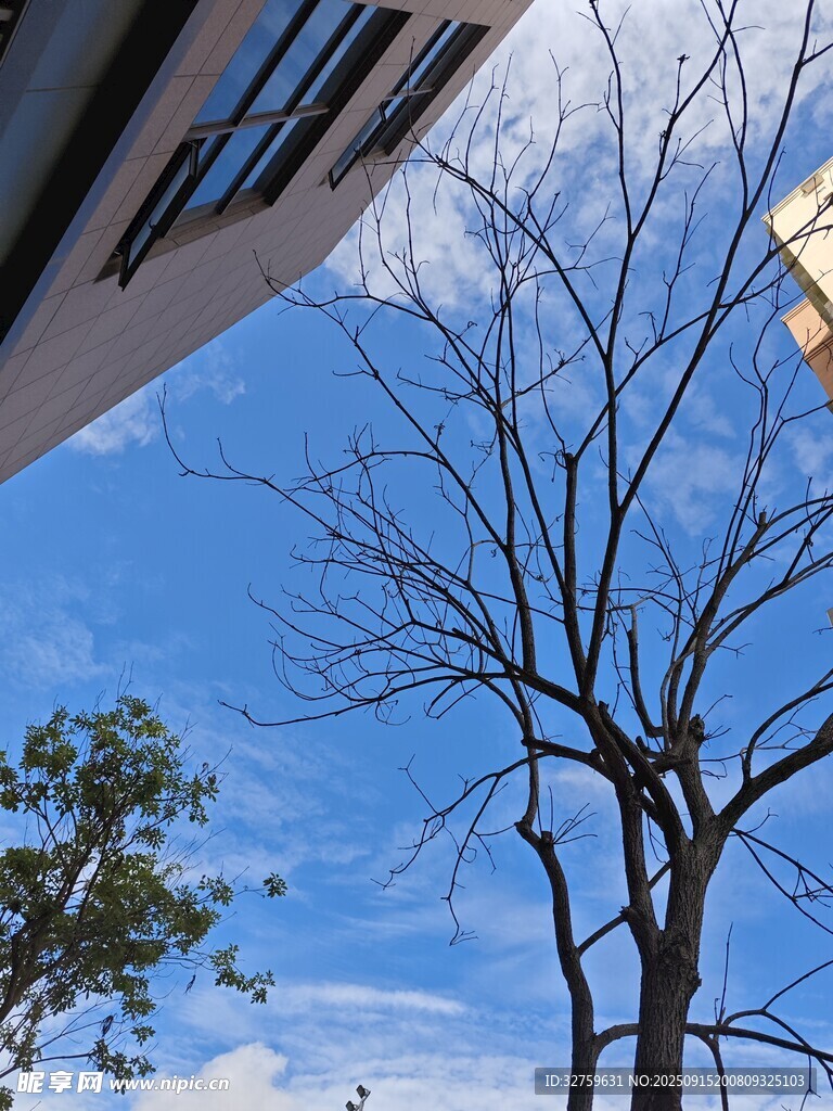 蓝天枯树旁的建筑一角