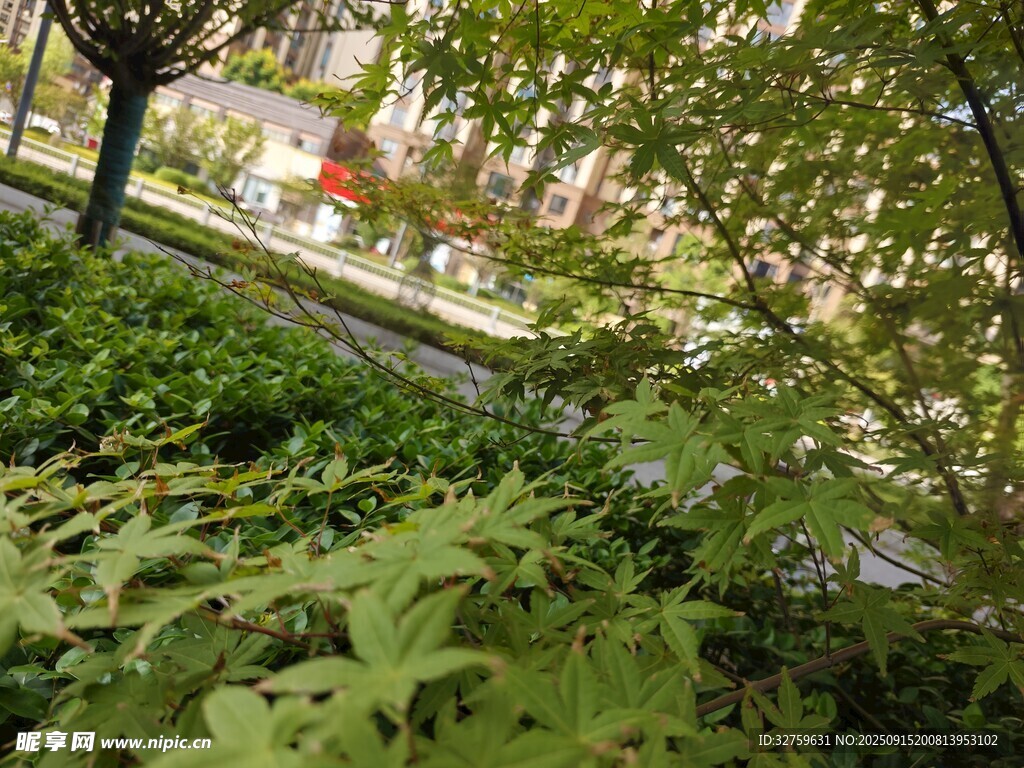 窗外绿植景观