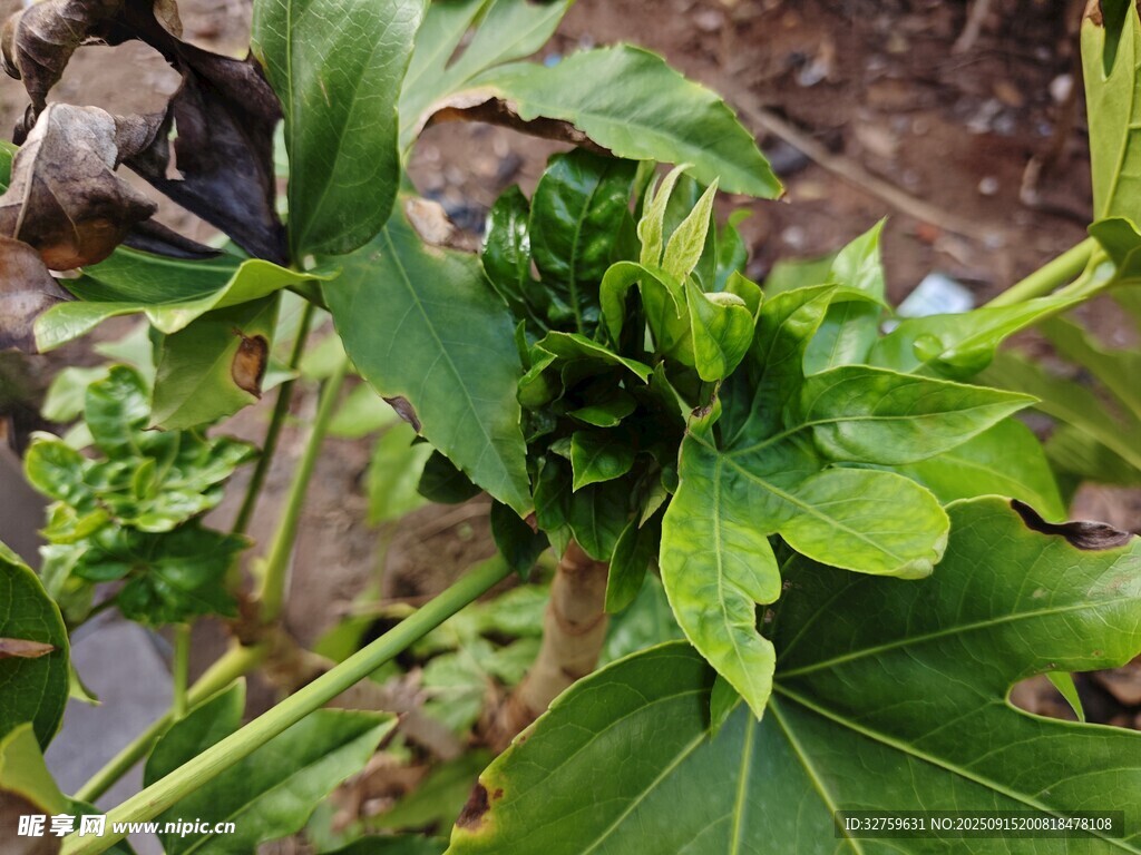 绿叶植物特写