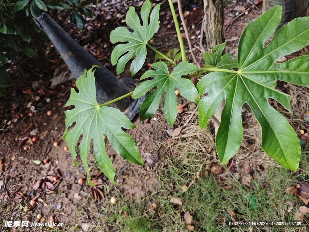 户外生长的独特叶片植物