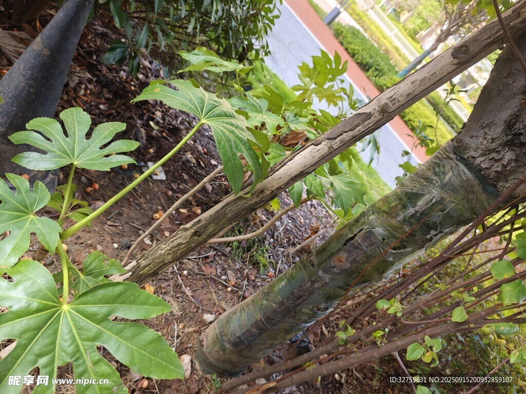 林间绿植与树干景象